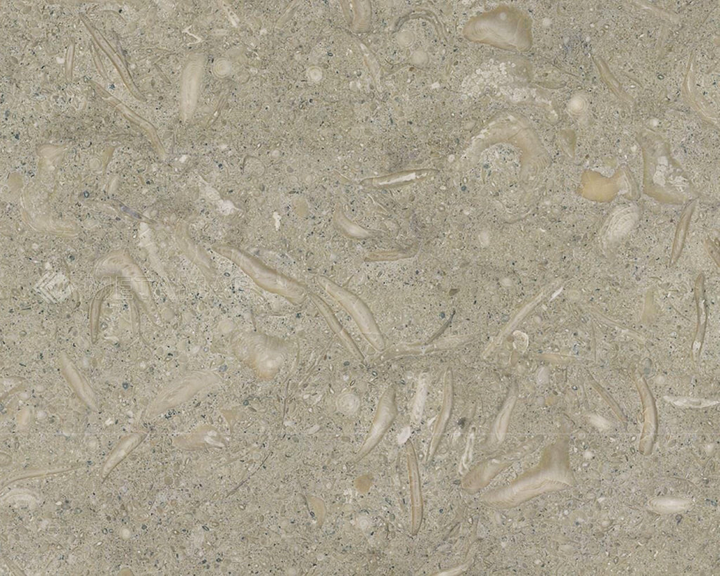 Light gray green limestone with shell fossils